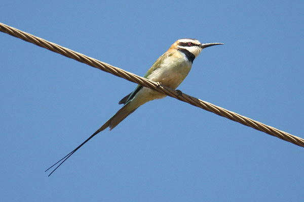 White-throated bee Eater by Mick Dryden