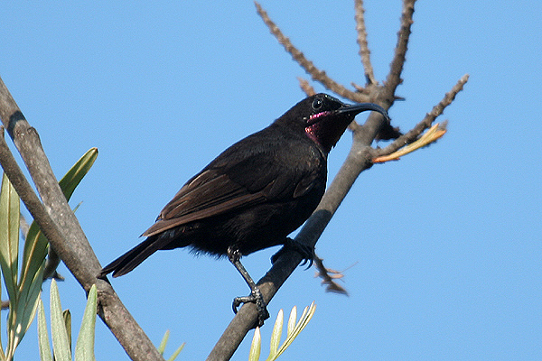 Amethyst Sunbird by Mick Dryden