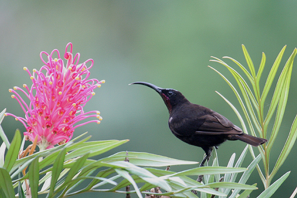 Amethyst Sunbird by Mick Dryden