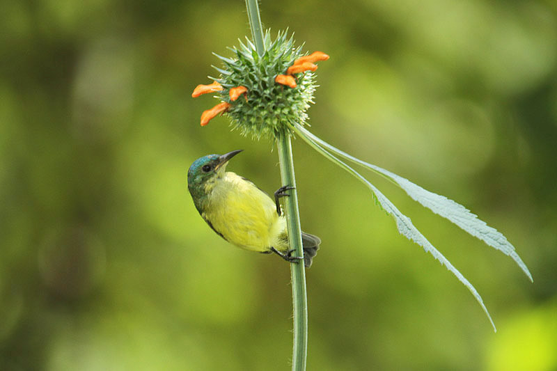 Collared Sunbird by Mick Dryden