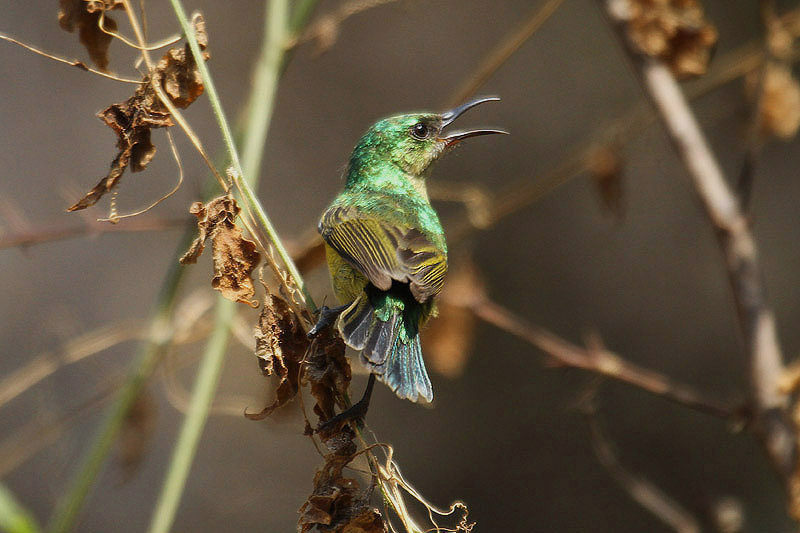 Collared Sunbird by Mick Dryden