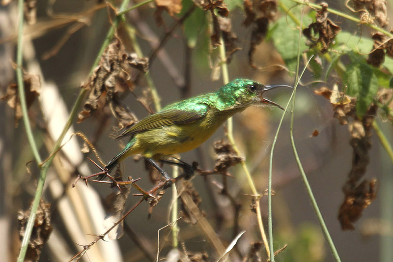 Collared Sunbird by Mick Dryden