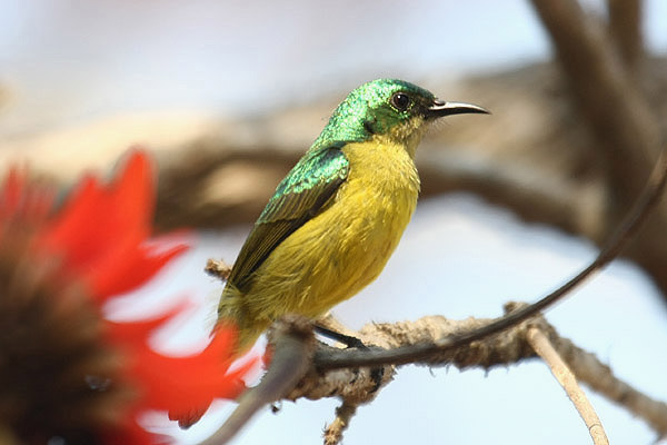 Collared Sunbird by Mick Dryden