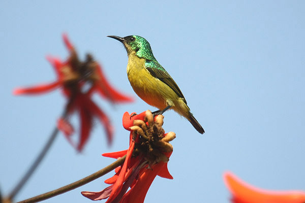 Collared Sunbird by Mick Dryden