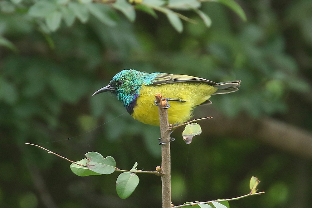 Collared Sunbird by Mick Dryden