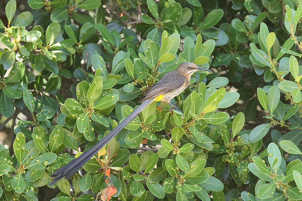 Cape Sugarbird by Mick Dryden