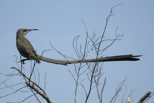 Cape Sugarbird by Mick Dryden