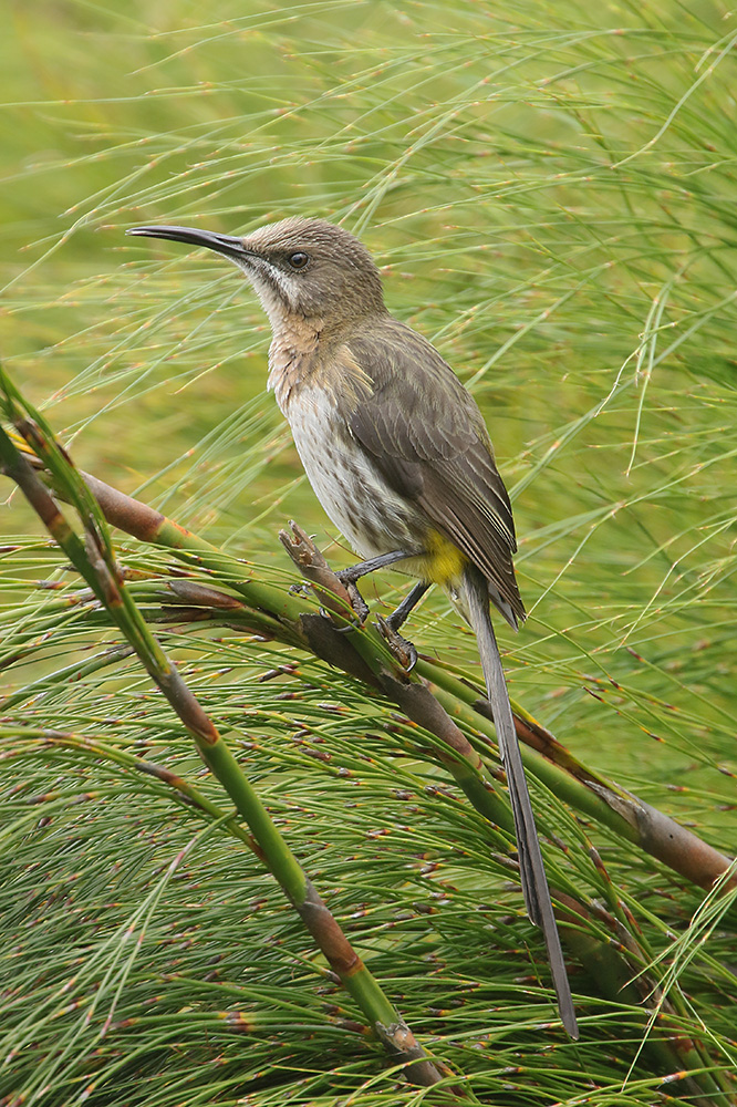 Cape Sugarbird by Mick Dryden