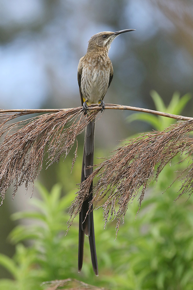 Cape Sugarbird by Mick Dryden