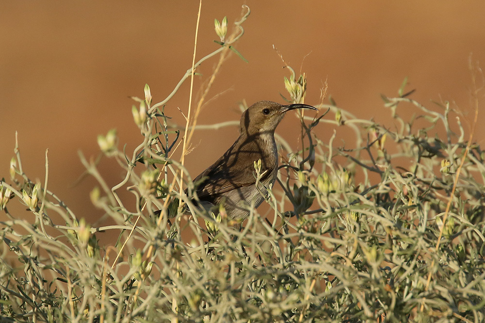 Dusky Sunbird by Mick Dryden