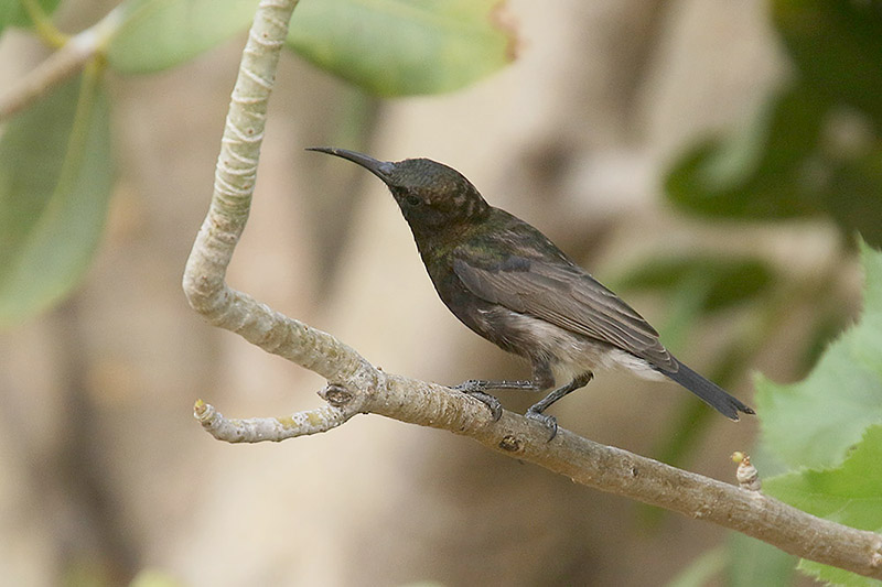 Dusky Sunbird by Mick Dryden