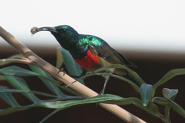 Greater Double-collared Sunbird by Mick Dryden