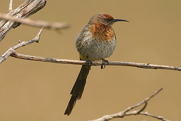 Gurney's Sugarbird by Mick Dryden