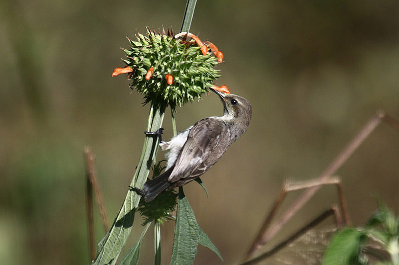 Marico Sunbird by Mick Dryden