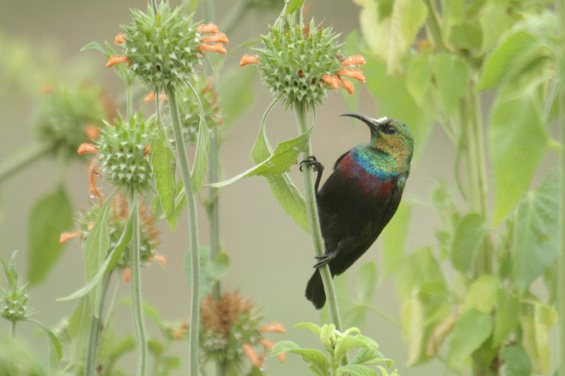 Marico Sunbird by Mick Dryden