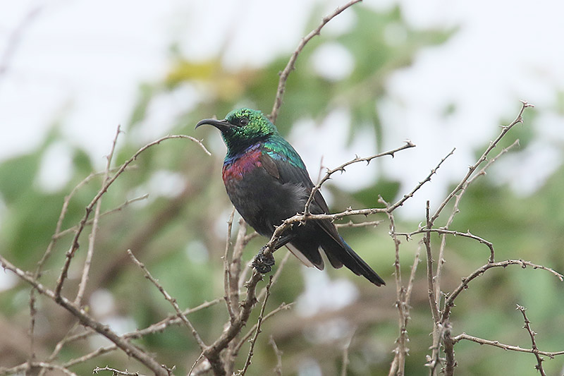 Marico Sunbird by Mick Dryden