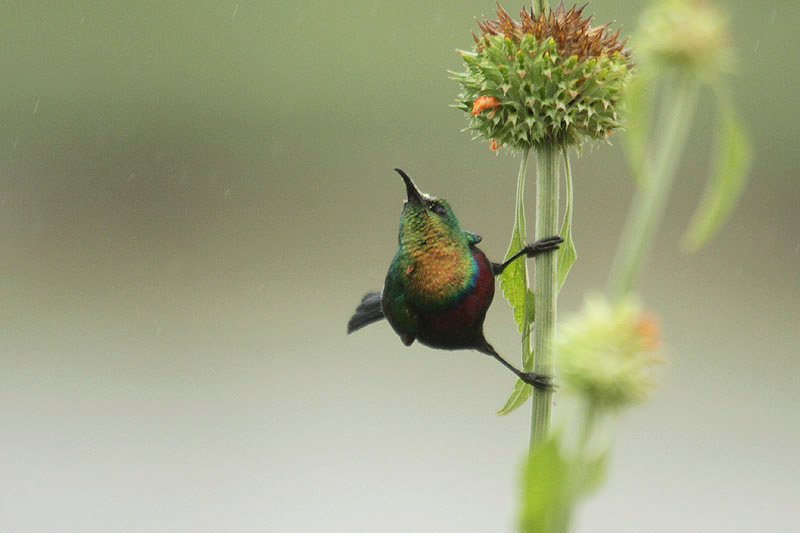 Marico Sunbird by Mick Dryden