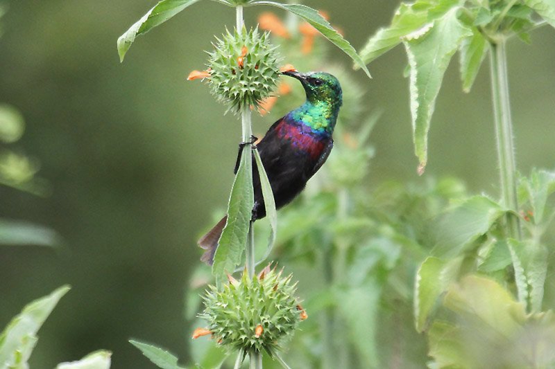 Marico Sunbird by Mick Dryden