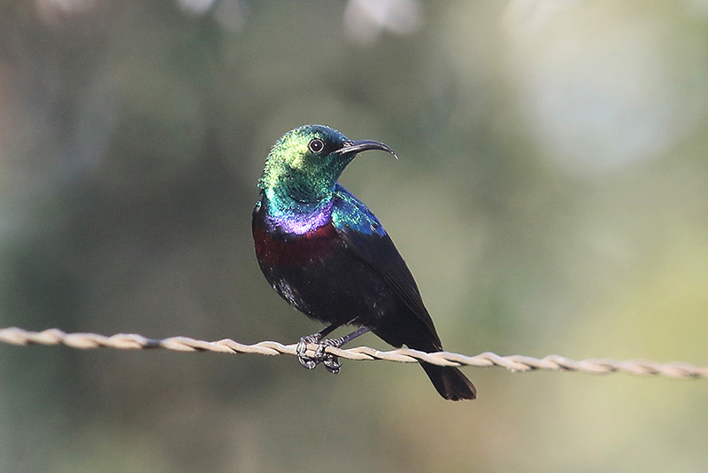 Marico Sunbird by Mick Dryden