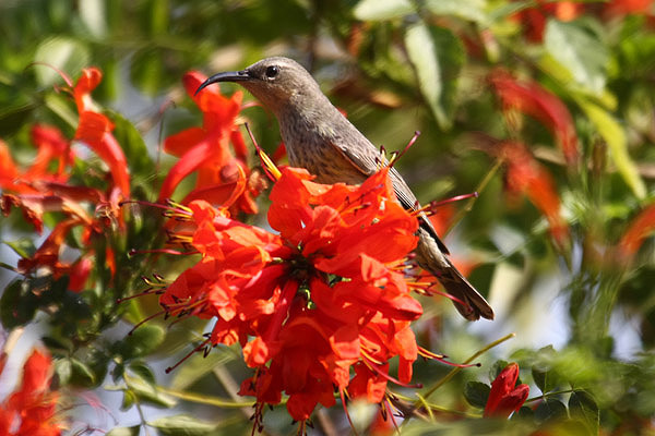 Marico Sunbird by Mick Dryden