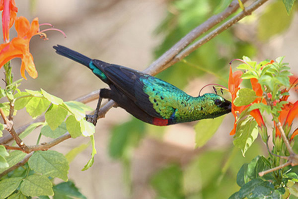 Marico Sunbird by Mick Dryden