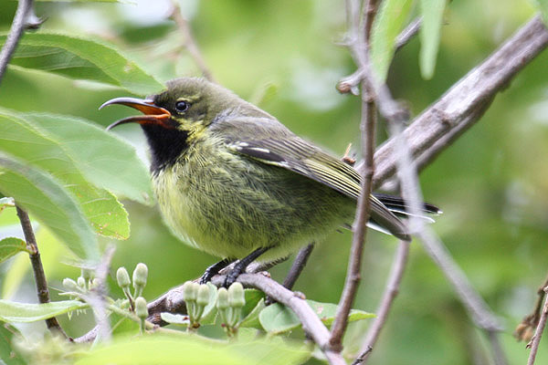 Marico Sunbird by Mick Dryden