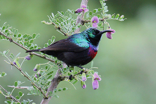 Marico Sunbird by Mick Dryden
