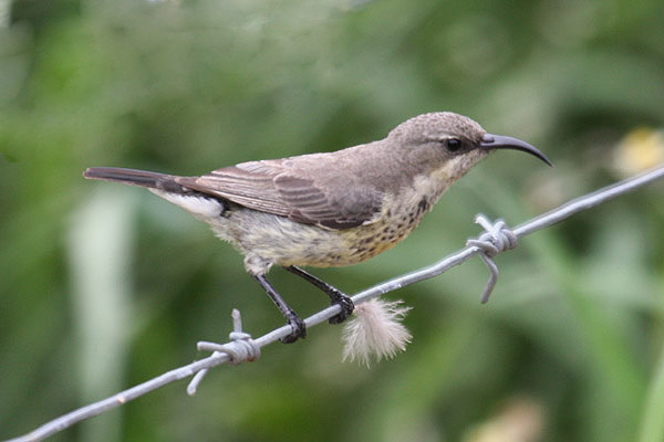 Marico Sunbird by Mick Dryden