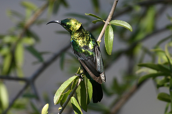 Marico Sunbird by Mick Dryden