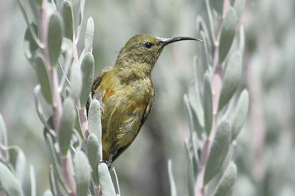 Orange-breasted Sunbird by Mick Dryden