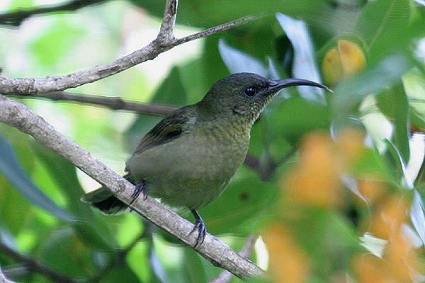 Olive Sunbird by Mick Dryden