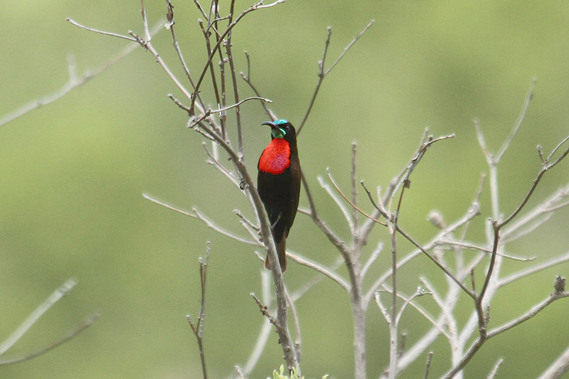 Red-chested Sunbird by Mick Dryden