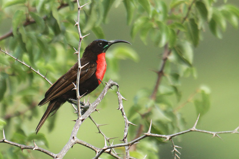 Scarlet-chested Sunbird  by Mick Dryden