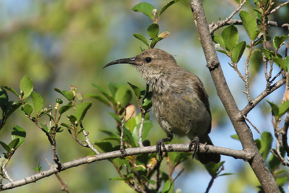 Southern double collared Sunbird by Mick Dryden