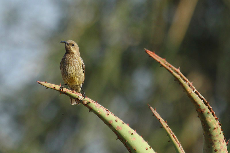 Marico Sunbird by Mick Dryden