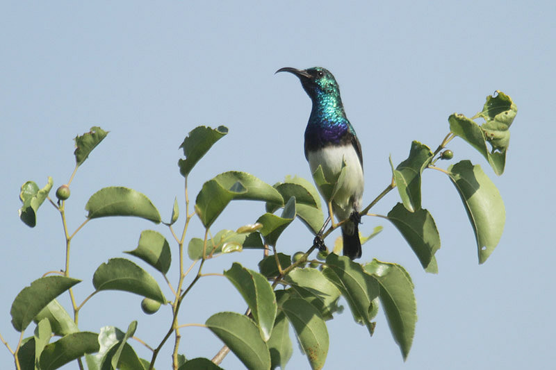 White-bellied Sunbird by Mick Dryden