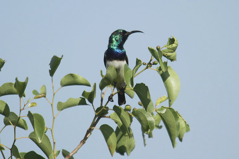 White-bellied Sunbird by Mick Dryden