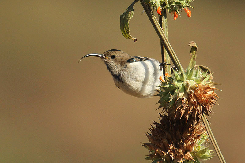 White-bellied Sunbird by Mick Dryden