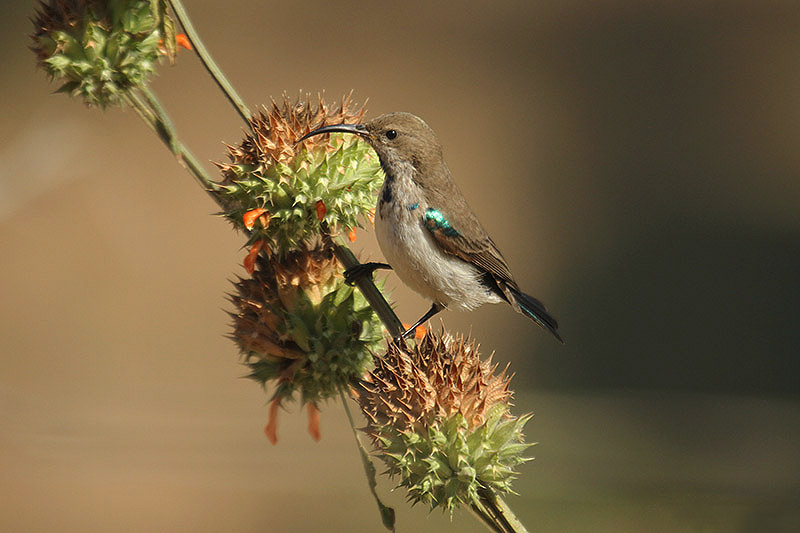 White-bellied Sunbird by Mick Dryden