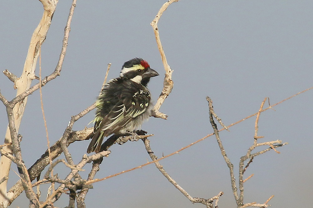 Acacia Pied Barbet by Mick Dryden