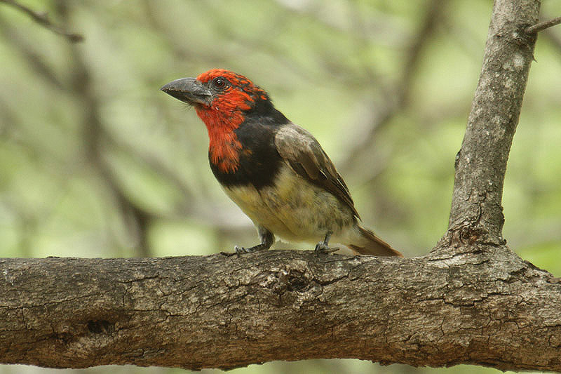 Black-collared Barbet by Mick Dryden