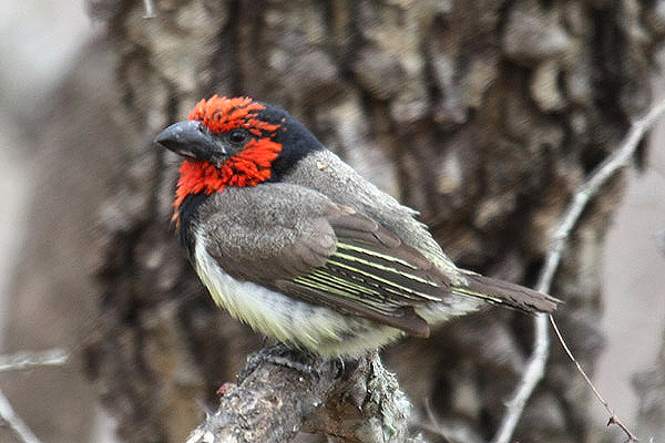 Black collared Barbet by Mick Dryden