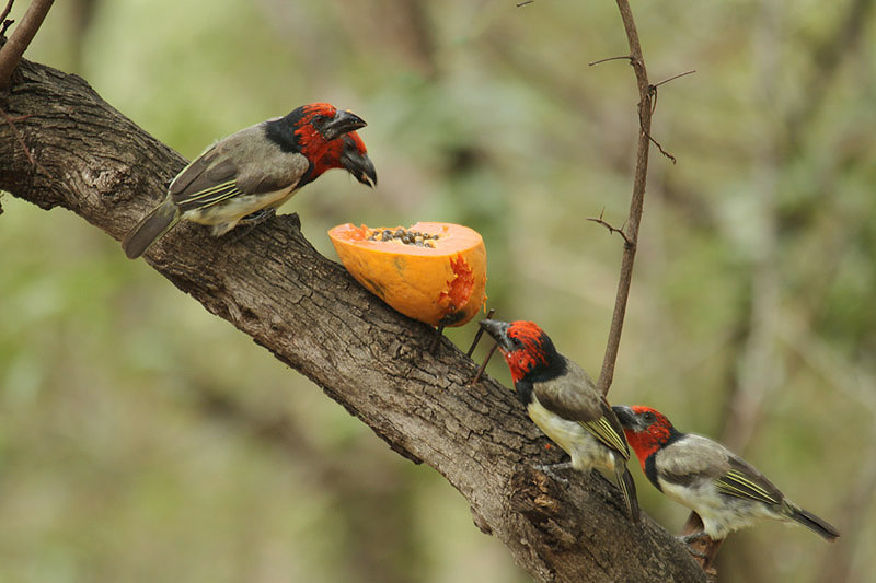 Black-collared Barbet by Mick Dryden