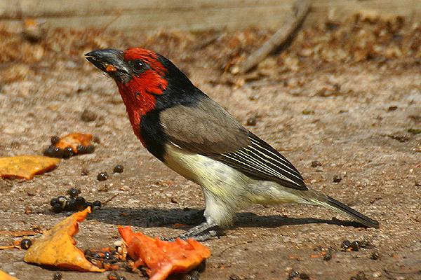 Black collared Barbet by Mick Dryden