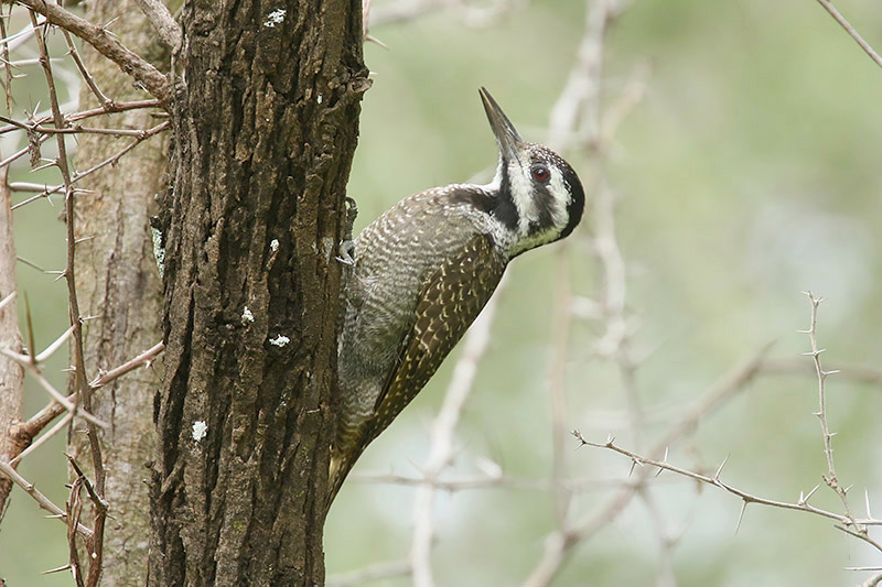 Bearded Woodpecker by Mick Dryden