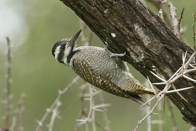 Bearded Woodpecker by Mick Dryden