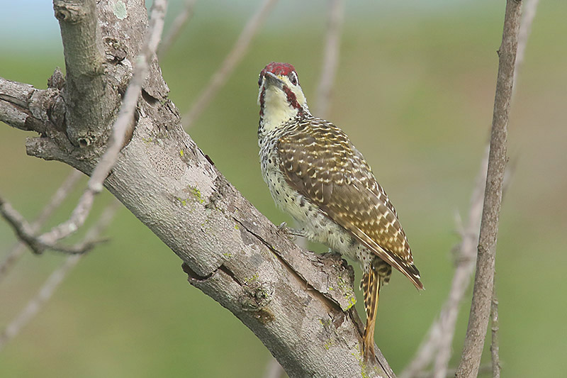 Bennetts Woodpecker by Mick Dryden