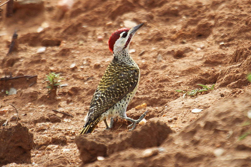 Benett's Woodpecker by Mick Dryden