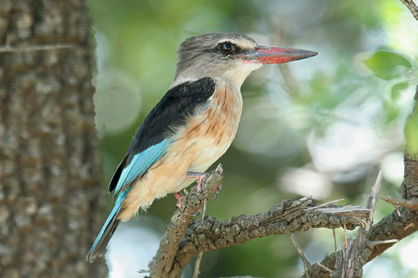 Brown-hooded Kingfisher by Mick Dryden