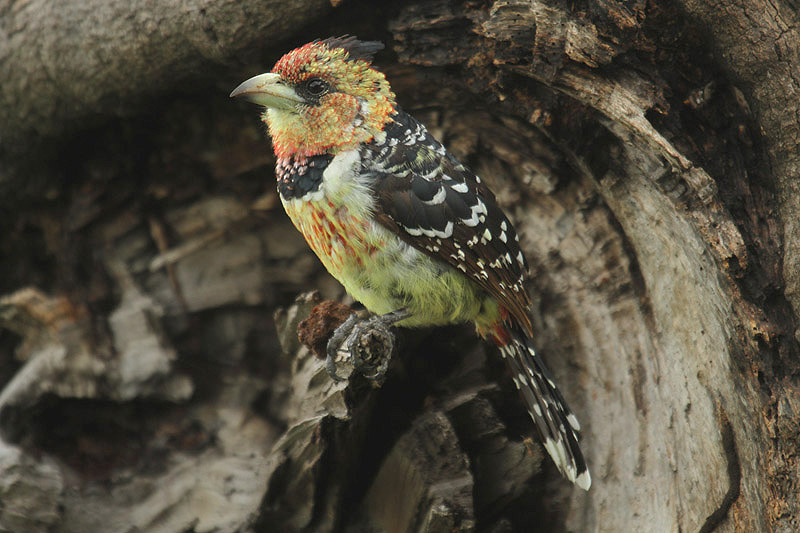 Crested Barbet by Mick Dryden